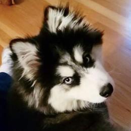 Chip - Pomsky