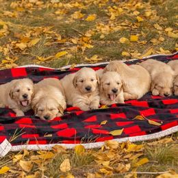 Golden Retrievers from 406 Golden of Montana