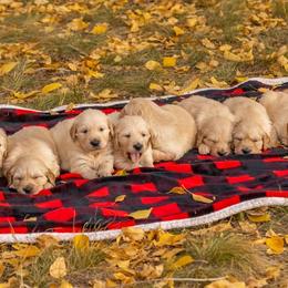 Golden Retrievers from 406 Golden of Montana