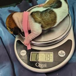 Butterscotch - Piebald female Dachshund puppy in Hollis, Oklahoma from Write Breed Doxies