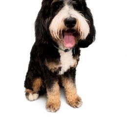 Goldendoodle puppies from CocoLove Doodles