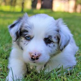 Border Collie Puppies from Team Reeves Ranch