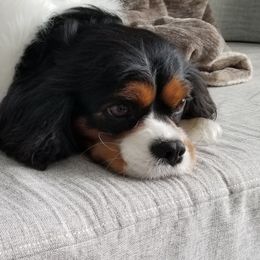 LOLA - Cavalier King Charles Spaniel