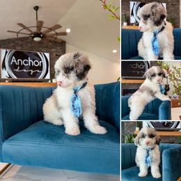 M A N T I S - teddy bear - 10-15 lbs - Blue merle male Bernedoodle puppy in Pleasant View, Utah from Anchor Dogs