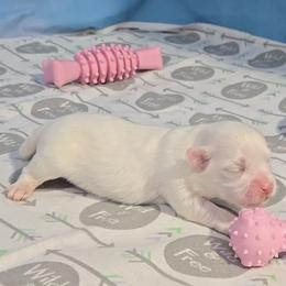Minnie - White female Maltese puppy in Aurora, Missouri from KnJ Precious Paws LLC