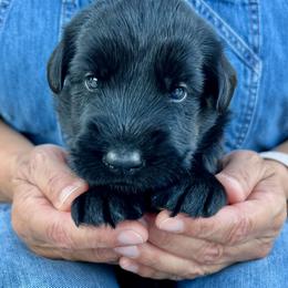Giant Schnauzer and Miniature Schnauzer Puppies from My Angel Schnauzers