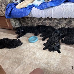 Kerry Blue Terrier Puppies from Eirebear Kerry Blue Terriers
