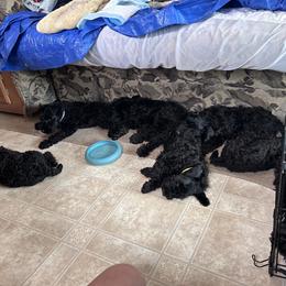 Kerry Blue Terrier Puppies from Eirebear Kerry Blue Terriers