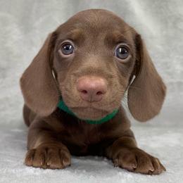 Male - Chocolate male Dachshund puppy in Birmingham, Alabama from LongBottomDachshunds