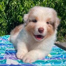 Crowley-Red Merle male - Red merle male Australian Shepherd puppy in Castle Rock, Washington from Zoolo Kennels “HOF”
