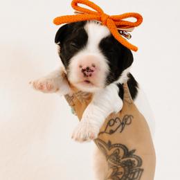 Whisper - Black female Australian Labradoodle puppy in Valley Springs, California from Blue Denim Doodles