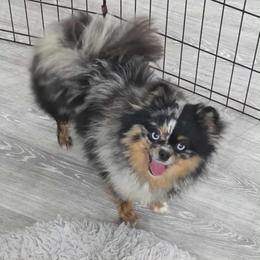 Jari - Pomeranian