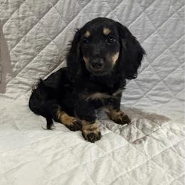 Lola - Black and cream female Dachshund puppy in Rising Star, Texas from BEAW Doxies
