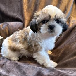 Milo AKC Champion Bloodline - Tricolor male Shih Tzu puppy in Long Beach, California from Shih Zu’s of Long Beach