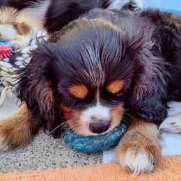 Cavalier King Charles Spaniel Puppies from Angels and Nobility Cavaliers