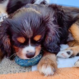 Cavalier King Charles Spaniel Puppies from Angels and Nobility Cavaliers