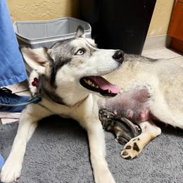Luna - Siberian Husky