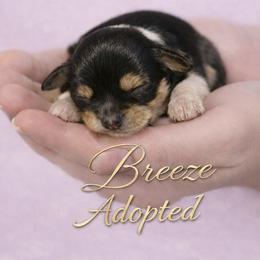 Girl 2 - female Havanese puppy in Kinston, North Carolina from Colhaven Havanese