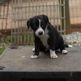 Girl 1 - Black Border Collie puppy in Gaffney, South Carolina from On the Lamb