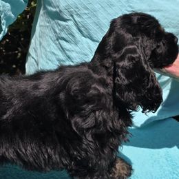 Girl 1 - Black and tan female Cocker Spaniel puppy in Comfort, Texas from D&D Hill Country Cockers and Chihuahuas