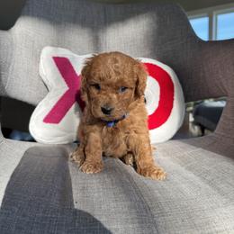 Blue - Blue male Australian Labradoodle puppy in Ferndale, Washington from Annie's Doodles