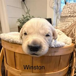 Boy 5 - Light golden male Golden Retriever puppy in Oconto, Wisconsin from Abbie's Golden Retrievers