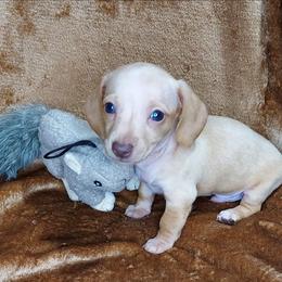 BASIL - Chocolate and tan male Dachshund puppy in Swink, Oklahoma from Palali Farm