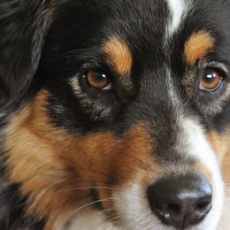 Australian Shepherd All Grown Up from Elk Ridge Australian Sherherds