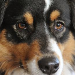 Australian Shepherd All Grown Up from Elk Ridge Australian Sherherds