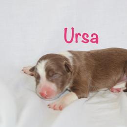 Ursa - White and red female Border Collie puppy in Cedartown, Georgia from Ferguson Border Collies