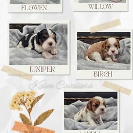 Willow - Blenheim female Cavalier King Charles Spaniel puppy in Tyler, Texas from Kalon Cavaliers