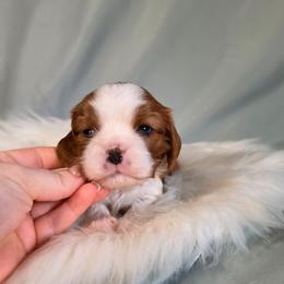 Adrian - Blenheim male Cavalier King Charles Spaniel puppy in Bonney Lake, Washington from House of Happy Cavaliers