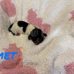 Comet - Piebald male Dachshund puppy in Huffman, Texas from Friends ‘n Low Places Dachshunds of Texas