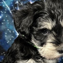 Miniature Schnauzers from Johnson Schnauzers