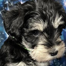 Miniature Schnauzers from Johnson Schnauzers