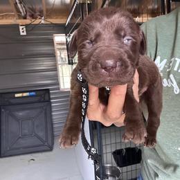 Black - Chocolate male Labrador Retriever puppy in Newton Grove, North Carolina from Wayalife Labradors & Gsp’s
