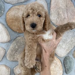 Christopher - Dark Blue - Red  male Goldendoodle puppy in Kent City, Michigan from Hannah Mae Doodles