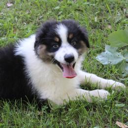 Wayne - Black tri-color male Australian Shepherd puppy in Kansas, Oklahoma from Windy G Farm