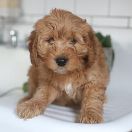 Remi - Apricot male Goldendoodle puppy in Stevens, Pennsylvania from Pebble Paws Lane