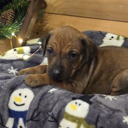 Adso  Purple Collar - Rd whtn blk nose male Rhodesian Ridgeback puppy in Gaffney, South Carolina from Circle D Farms