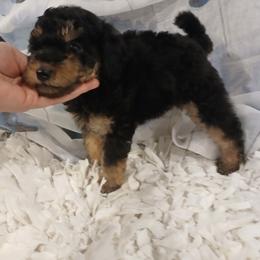 Kaleidoscope's Open Skye - Black female Whoodle puppy in Andalusia, Alabama from Kaleidoscope Kennels