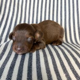 MM MALE 2 - Chocolate and tan male Dachshund puppy in Elkhart, Indiana from Hart City Dachshunds