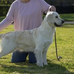 Maggie - Golden Retriever