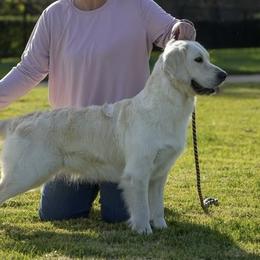 Maggie - Golden Retriever