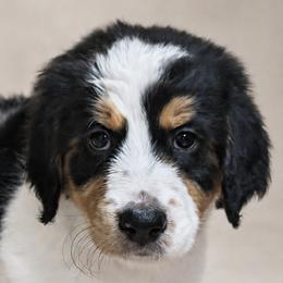 Girl 3 - female Bernedoodle puppy in Henderson, Colorado from Huggable Bernedoodles of Colorado LLC