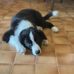 English Shepherd Puppies from Organic Heritage English Shepherds