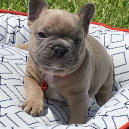 French Bulldog Puppies from Calypso Canine Company