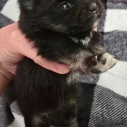 Clover - Black and tan female Pomeranian puppy in Riesel, Texas from Petite Poms