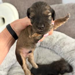 Boy 1 - Cream male Dachshund puppy in Cottonwood, Arizona from JuniperWood Dachshunds