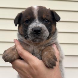 Storm - Red speckled male Australian Cattle Dog puppy in Oberlin, Kansas from Hangin R Kennels